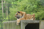 Tiger on top of shelter